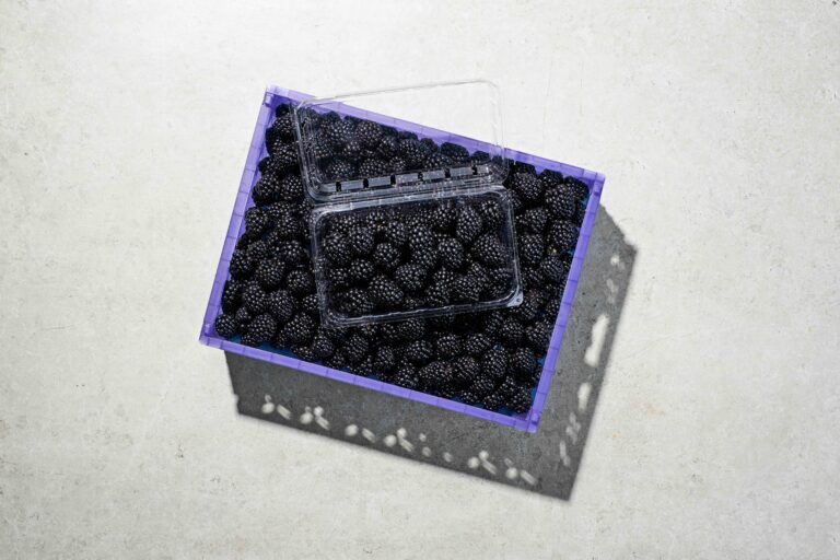 Rejoice blackberries