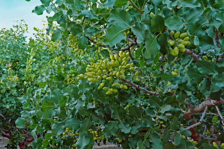 Pistachio cluster