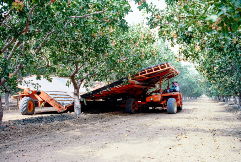 Pistachio harvest
