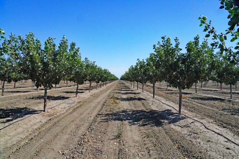 Pistachio orchard