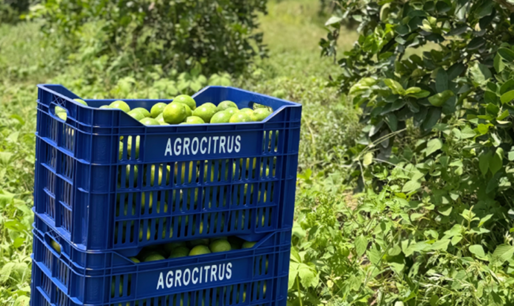 Peru: Agrocitrus warns that El Niño could reduce Tahiti lime production by up to 40 percent