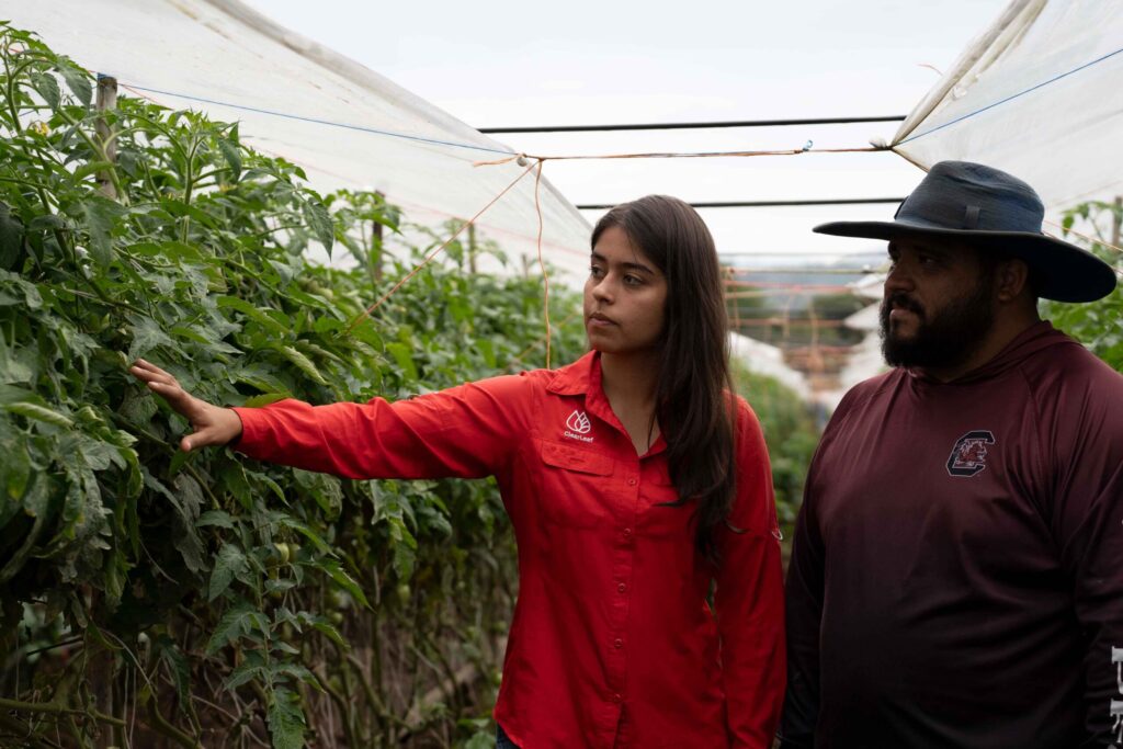 Non-toxic fungi bactericide shows promise against Neopestalotiopsis in strawberries