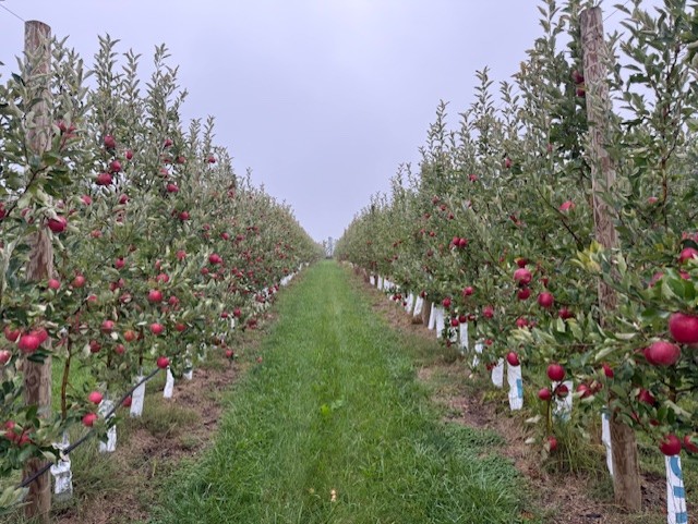 SnapDragon orchard