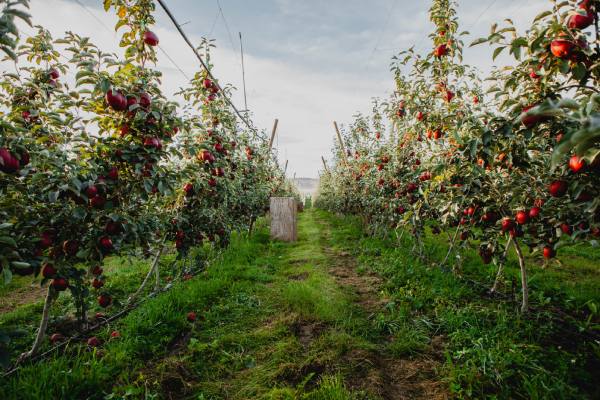 Washington Apples