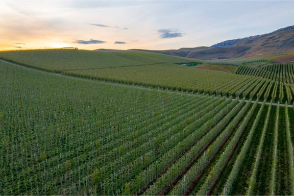 Washington Apple orchards