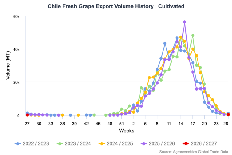 Chilean grapes export