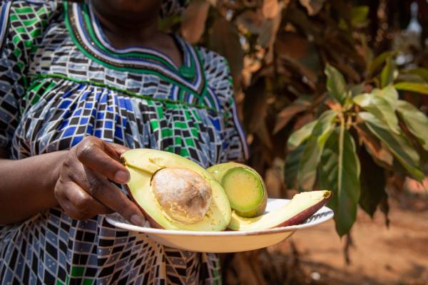 African avocado
