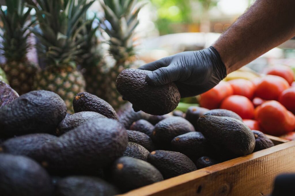 African avocado exports reach 450 thousand tonnes in 2025 and move toward new markets