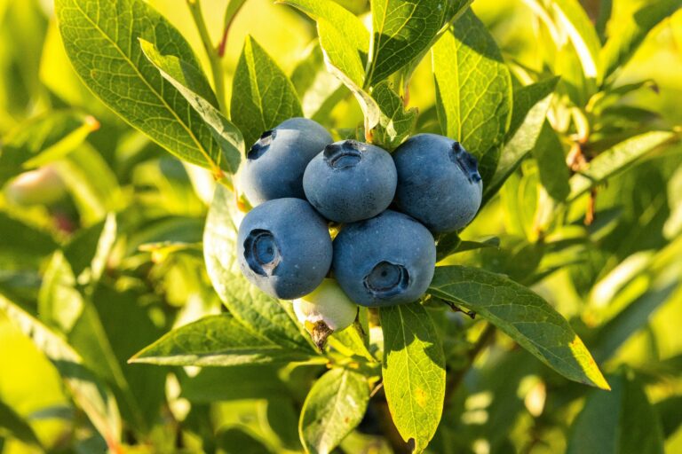 blueberry season