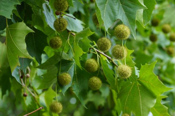 american Chestnut tree