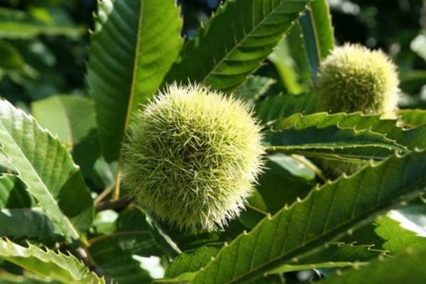 american Chestnut