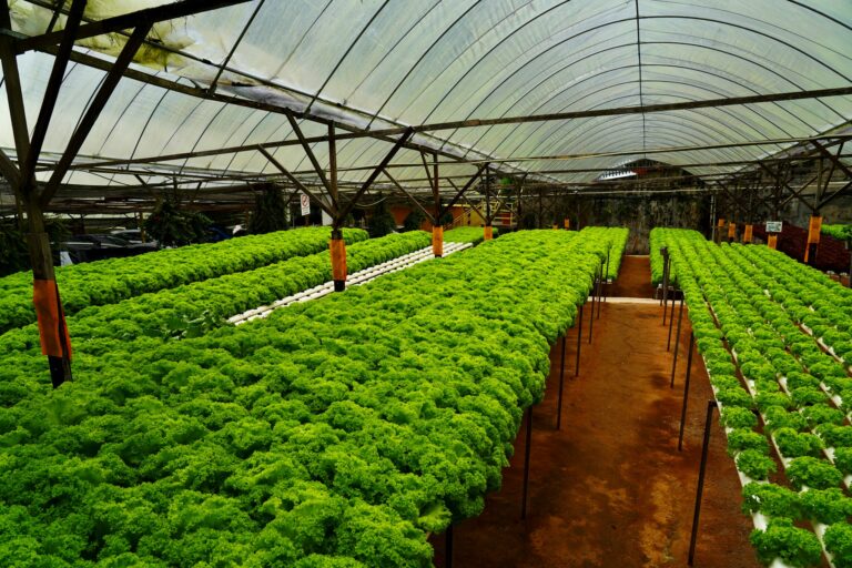 Indoor farming