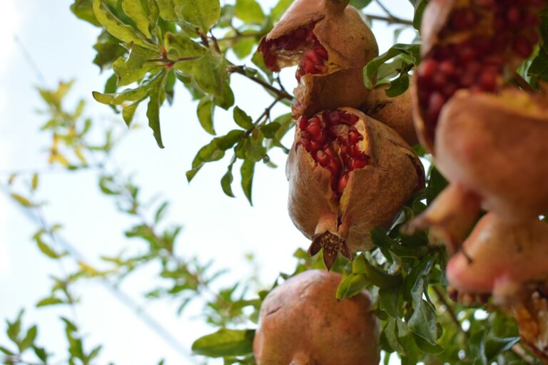 Peruvian pomegranate