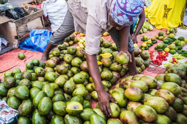 African avocado