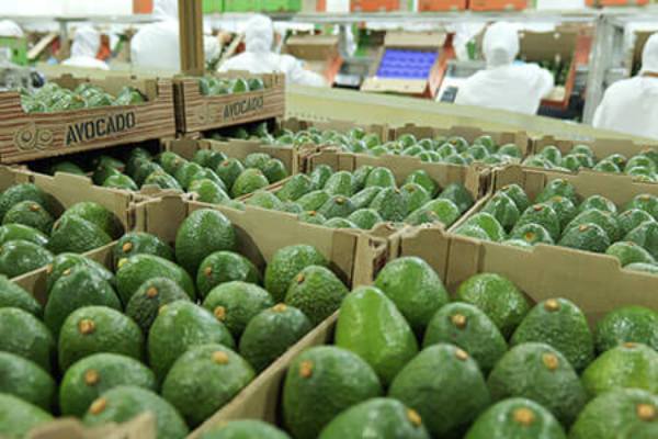 Colombian avocados