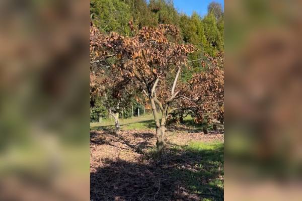 NZ avocado tree impacted by frost event