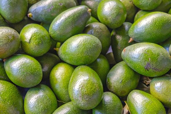 African avocado