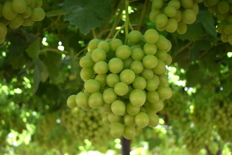 Bloom Fresh protects its table grape PVRs