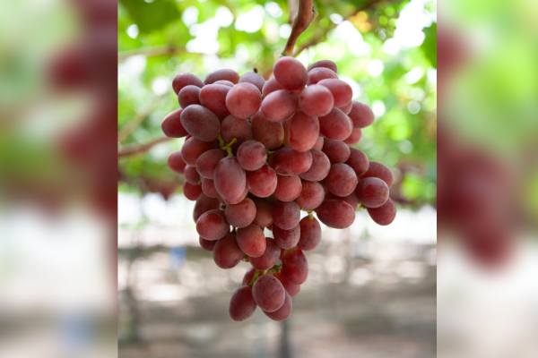 Bloom Fresh protects its table grape PVRs