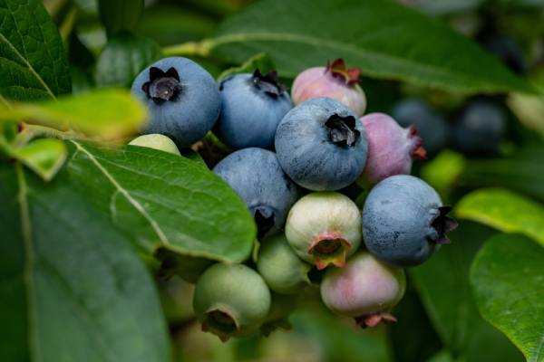 south african  blueberries