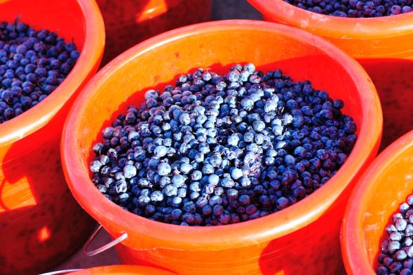 south african  blueberries