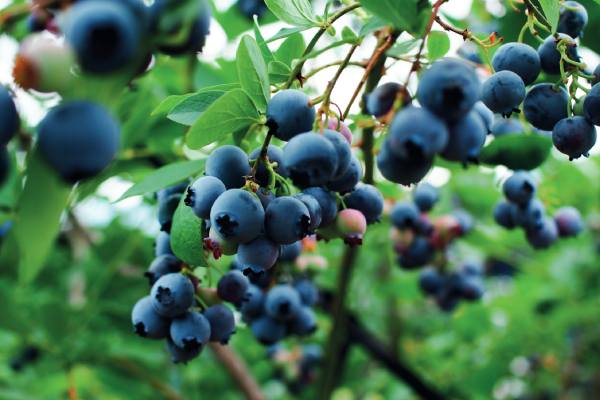 colombian blueberries, potentially