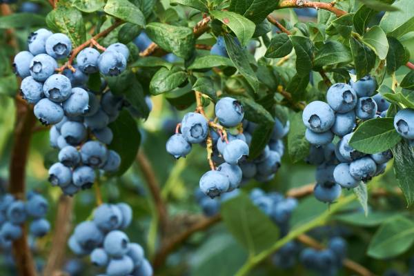 south african  blueberries