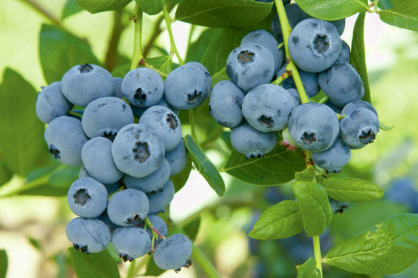 colombian blueberries, potentially