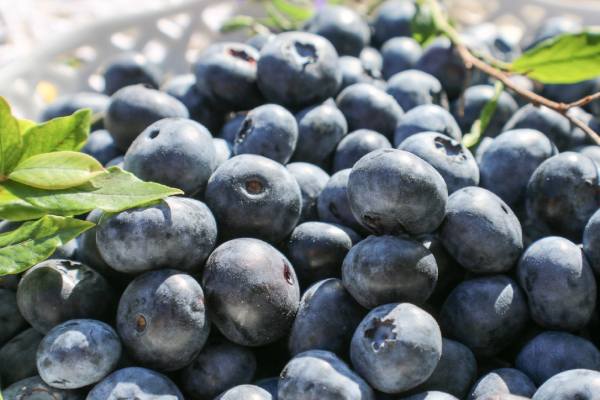 south african  blueberries