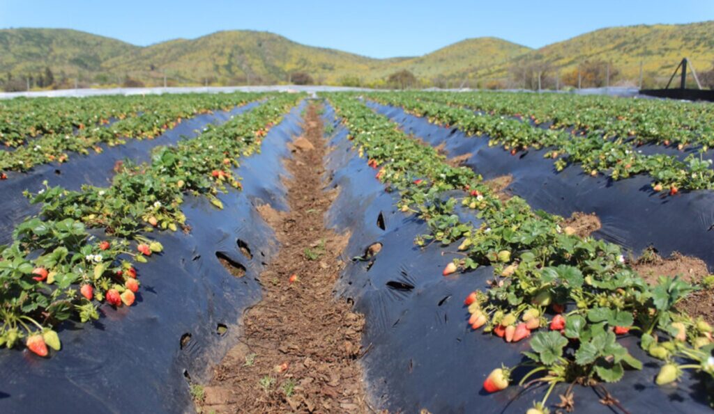 Biological technology promises to revolutionize strawberry postharvest in Chile