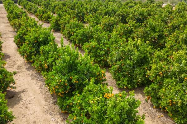 California citrus