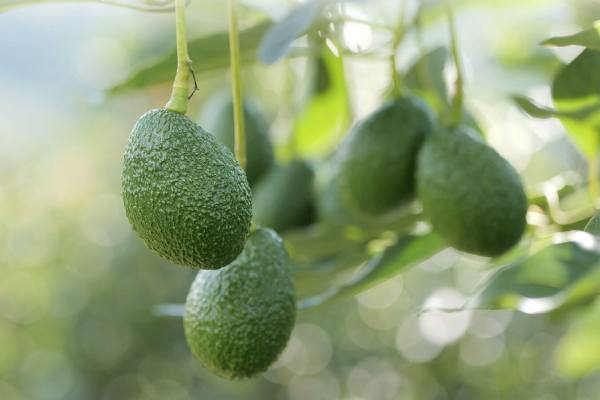 Colombian avocados