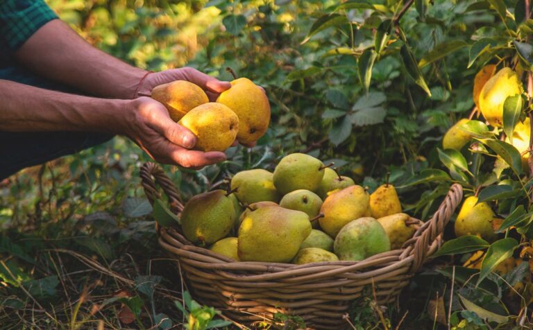 apple and pear harvest
