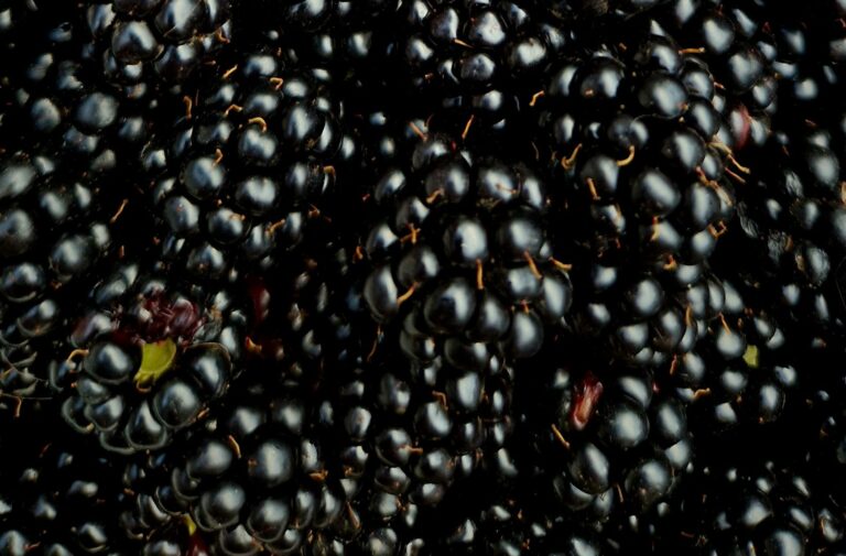 blackberries
