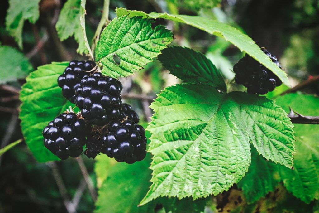 Oregon blackberries capitalize on favorable season and fresh market window
