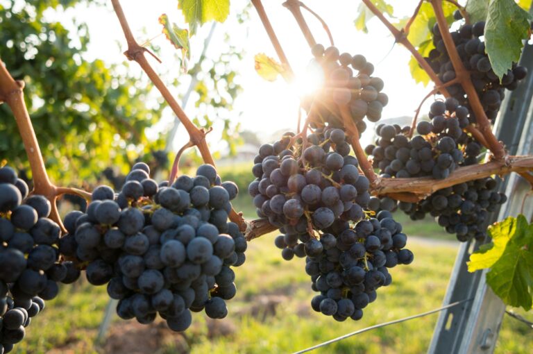 Thai market grapes