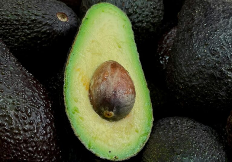 Australian avocado