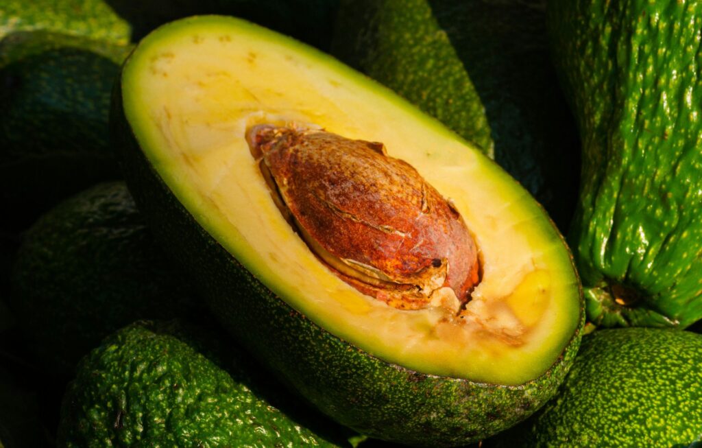 Australian avocado sector poised for record 2026 crop