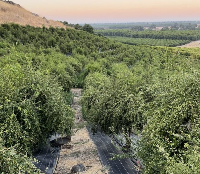 finger lime orchard