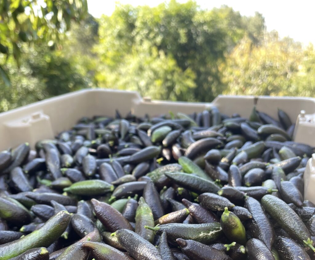 Finger limes: The challenging journey behind the “citrus caviar”