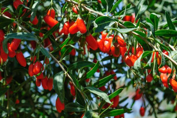 goji berry tree