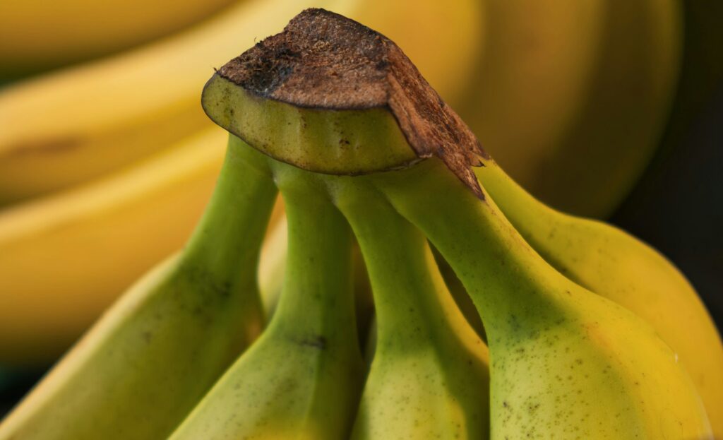 Ecuadorian banana exports score 5.5 percent uptick
