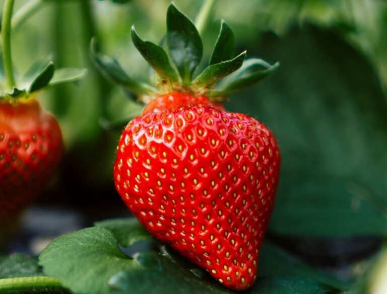 California strawberry