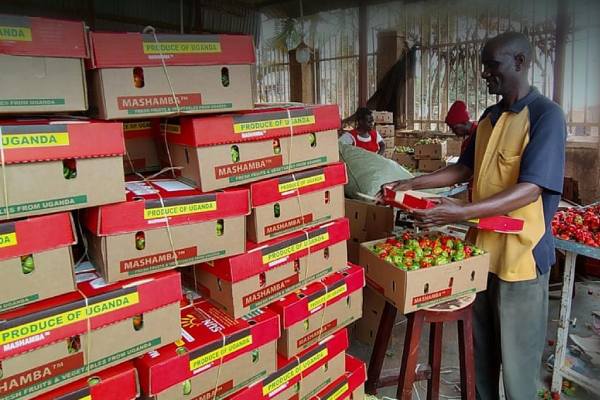 Mashamba gulf exports