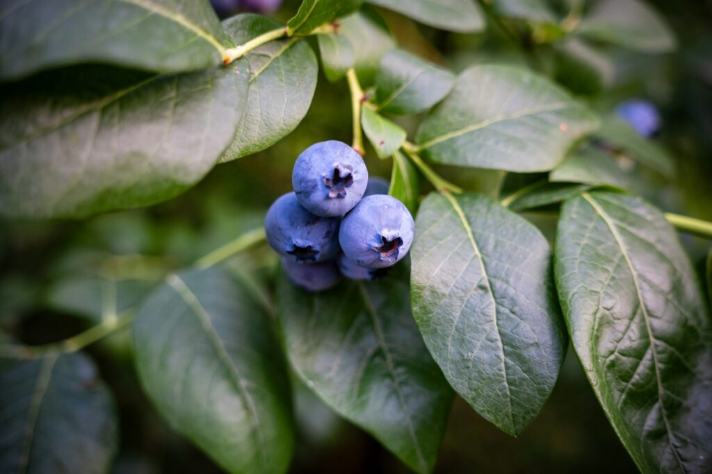 Agronometrics in Charts: Blueberry imports expand at both ends of the US season