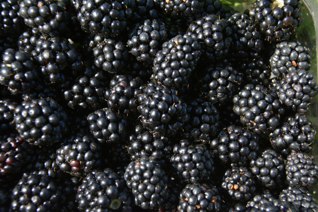 PSG expands Rejoice blackberry platform with year-round focus