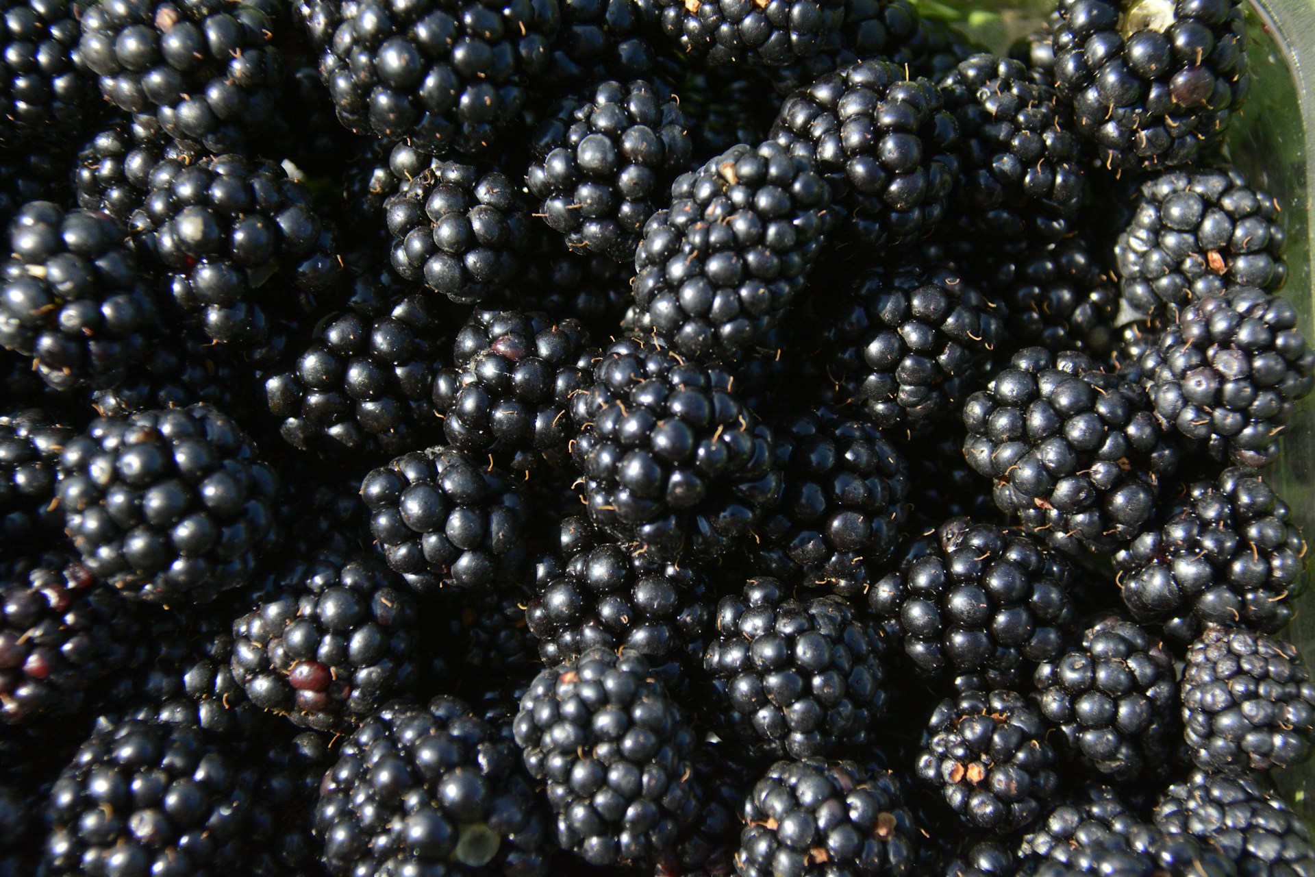 PSG expands Rejoice blackberry platform with year-round focus