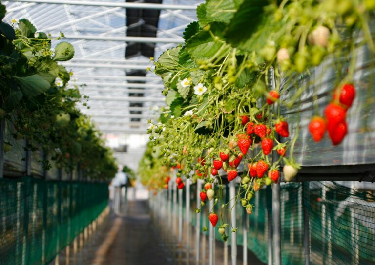 Indoor farming