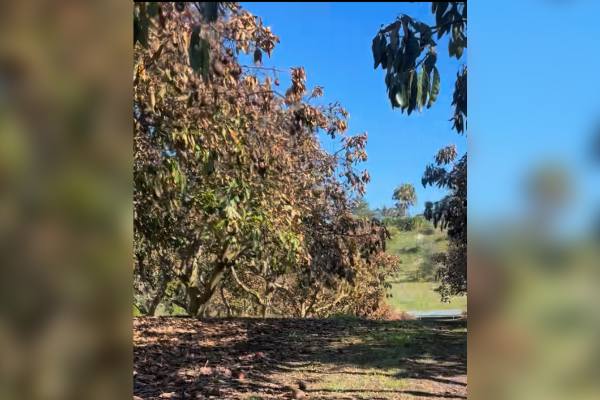 NZ avocado tree impacted by frost event