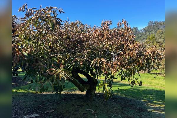 NZ avocado tree impacted by frost event